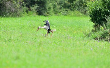 Stork white waving its wings while landing in a meadow