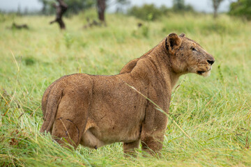 Obraz premium lion, femelle, lionne, Panthera leo, Afrique