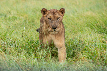 lion, femelle, lionne, Panthera leo, Afrique