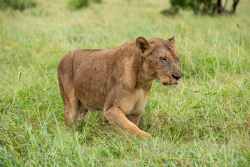 lion, femelle, lionne, Panthera leo, Afrique