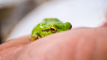 Little San Antonio frog in the palm of a hand