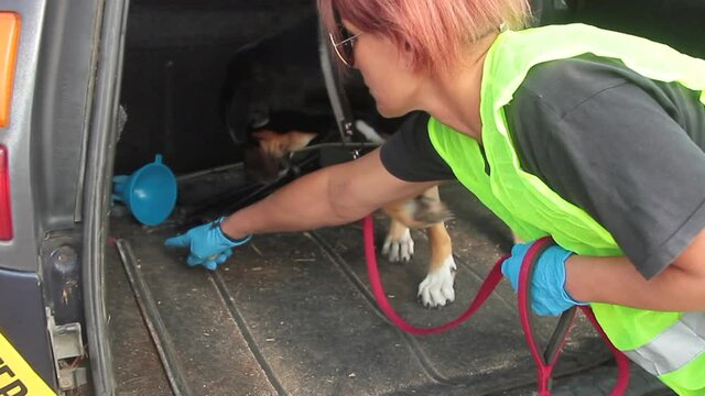  k9 drug dog finding drug bag in rear hood of car accompanied by policeman