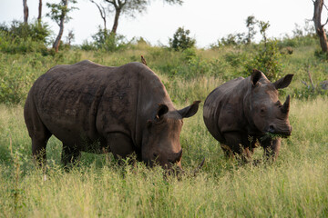 Rhinoc&eacute;ros blanc, white rhino, Ceratotherium simum, Parc national Kruger, Afrique du Sud