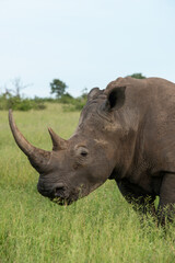 Obraz premium Rhinocéros blanc, white rhino, Ceratotherium simum, Parc national Kruger, Afrique du Sud