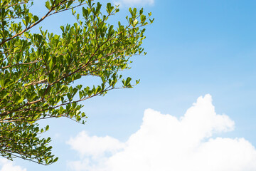 Small leaves on a white background, sky and clouds.