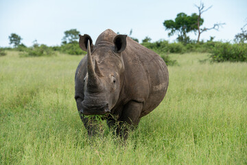 Rhinocéros blanc, white rhino, Ceratotherium simum, Parc national Kruger, Afrique du Sud