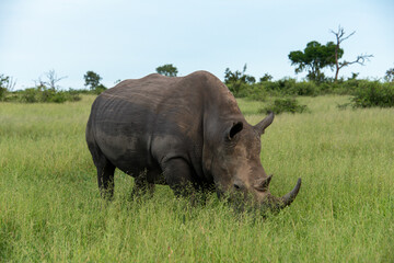 Obraz premium Rhinocéros blanc, white rhino, Ceratotherium simum, Parc national Kruger, Afrique du Sud