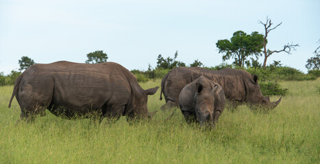 Obraz premium Rhinocéros blanc, white rhino, Ceratotherium simum, Parc national Kruger, Afrique du Sud