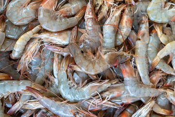 frozen tropical shrimp on head at the seafood market 