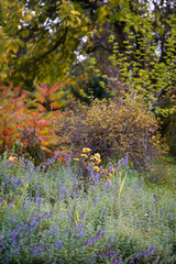 Fototapeta na wymiar Herbstlicher Garten - Bäume, Gräser und Stauden verfärben sich langsam