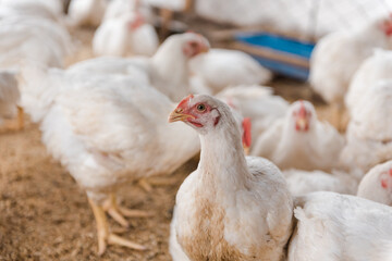 Chickens in the pen. Domestic bird. Chickens eat grain. Agriculture. Breeding chickens. Clean meat
