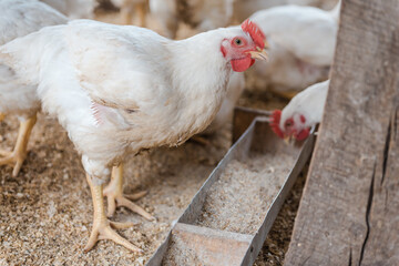 Chickens in the pen. Domestic bird. Chickens eat grain. Agriculture. Breeding chickens. Clean meat