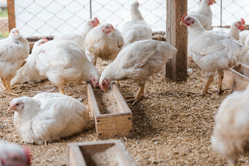 Chickens in the pen. Domestic bird. Chickens eat grain. Agriculture. Breeding chickens. Clean meat