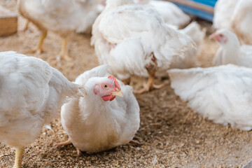 Chickens in the pen. Domestic bird. Chickens eat grain. Agriculture. Breeding chickens. Clean meat