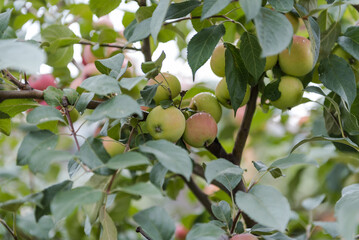 The apples are hanging on the tree. Red apples in the garden. Apples close up. Ruddy apples. Grow apples in the garden. Fresh fruits