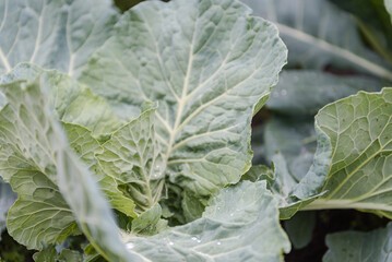 Green cabbage. Grow cabbage in the garden. Agriculture. Natural vegetables. Fresh cabbage. Healthy food. Autumn vegetable.