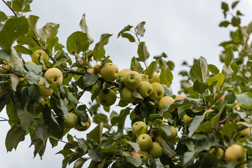 The apples are hanging on the tree. Red apples in the garden. Apples close up. Ruddy apples. Grow apples in the garden. Fresh fruits
