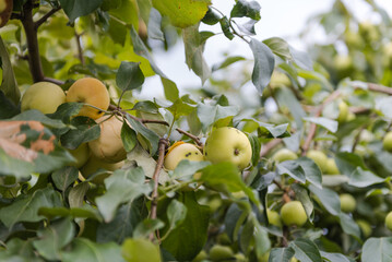 The apples are hanging on the tree. Red apples in the garden. Apples close up. Ruddy apples. Grow apples in the garden. Fresh fruits