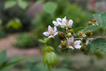 Blackberry blooms in the garden. Fresh berry. Blackberries in autumn. Blackberry flowers. Ripe blackberries. Pink blackberry. Berry in the garden. Fresh berry