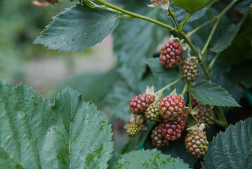 Blackberry blooms in the garden. Fresh berry. Blackberries in autumn. Blackberry flowers. Ripe blackberries. Pink blackberry. Berry in the garden. Fresh berry