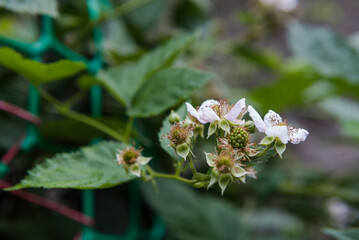 Blackberry blooms in the garden. Fresh berry. Blackberries in autumn. Blackberry flowers. Ripe blackberries. Pink blackberry. Berry in the garden. Fresh berry