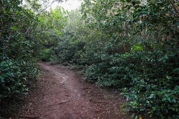 Waahila Ridge, Forests of Oahu, Hawaii
