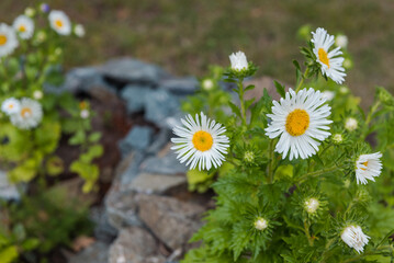 Asters in the garden. Beautiful white and purple flowers. Grow asters in the garden. Flower bud. Perennial flower