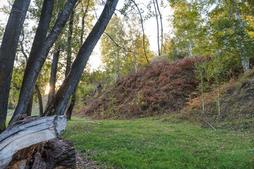 Autumn forest. Nature in autumn. Season. Sunlight. Leaves close up. Autumn leaves