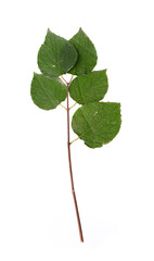 Fototapeta premium Plant branch with small leaves isolated on white background