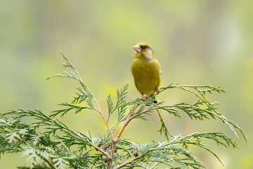 European greenfinch (Chloris chloris) on a branch in the forest of Noord Brabant in the Netherlands.
