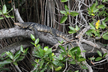The water monitor (Varanus salvator) lying in the branches of mangroves. A large spotted Asian monitor lizard in the thick bushes.