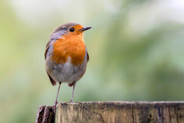 European Robin (Erithacus rubecula) on a tree trunk in the forest of Noord Brabant in the Netherlands. 