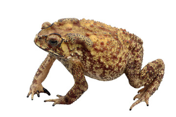 Asian common toad isolated on white background