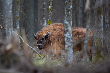 European bison (wisent) in Białowieża forest, Poland