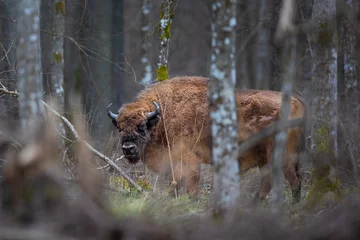 Gordijnen European bison (wisent) in Białowieża forest, Poland © Grzegorz