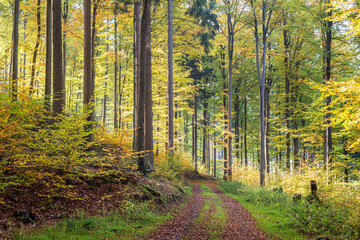 Morning in an old mixed forest in the low mountain range, Germany