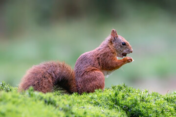 Naklejka na ściany i meble Eurasian red squirrel (Sciurus vulgaris) sitting on moss an eating a hazelnut in the forest of Noord Brabant in the Netherlands.