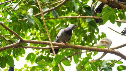 Fototapeta premium A dove perched on a branch.