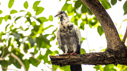 A dove perched on a branch.