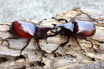 rhinoceros beetles or fighting beetles on the tree