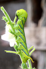Big green worm on the green branch