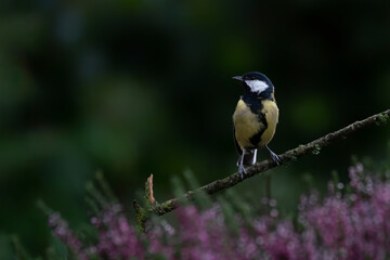 Great Tit (Parus major) on a branch in the forest of Noord Brabant in the Netherlands. Purple heather.