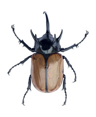 Brown five-horned rhinoceros beetle isolated on white.