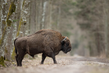 Fototapeta premium European bison