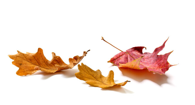 Fallen Oak and maple leaves isolated on white background