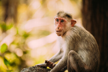 Goa, India. Old Bonnet Macaque Monkey - Macaca Radiata Or Zati. Close Up Portrait