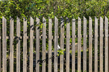 Beautiful horizontal texture of gray boards with knots and resin is on the green plant background in the garden in summer