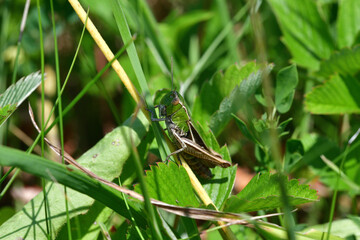 Green Meadow Grasshopper hidden in the green grass 