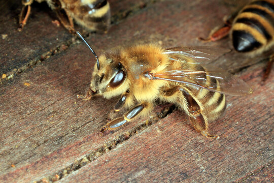 Biene, Honigbiene, Apis Mellifera, Faecheln, Bienenstock Thueringia, Deutschland, Europa --
Bee, honey bee, apis mellifera, fanning, hive entrance, hive, Thueringia, Germany, Europa