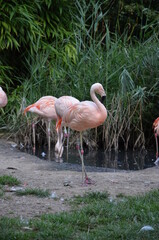 Beautiful group of flamingos with their long necks
